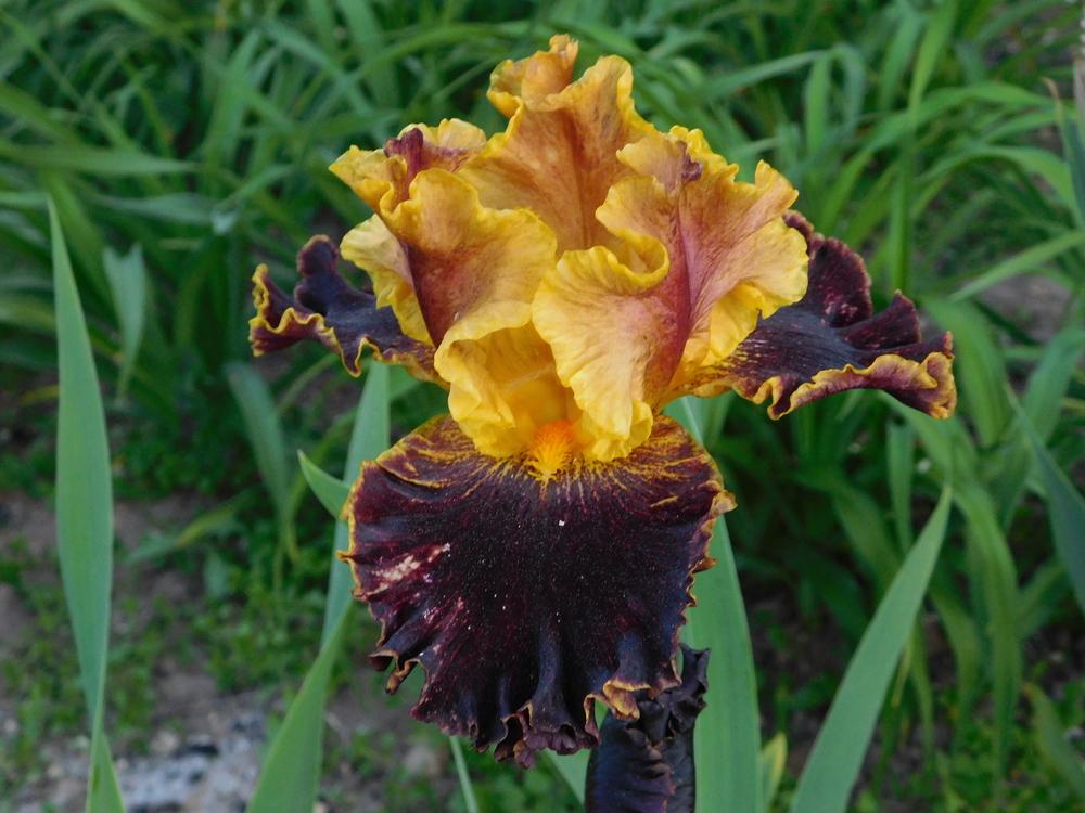 Photo of Border Bearded Iris (Iris 'Boy Genius') uploaded by bramedog