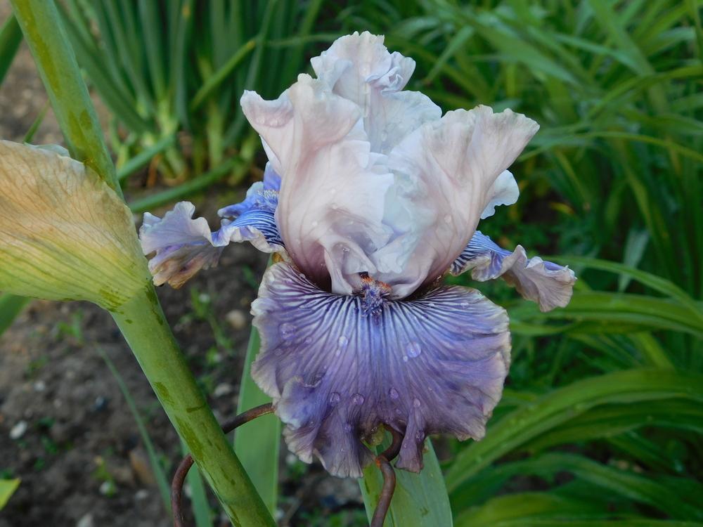 Photo of Tall Bearded Iris (Iris 'Haunted Heart') uploaded by bramedog
