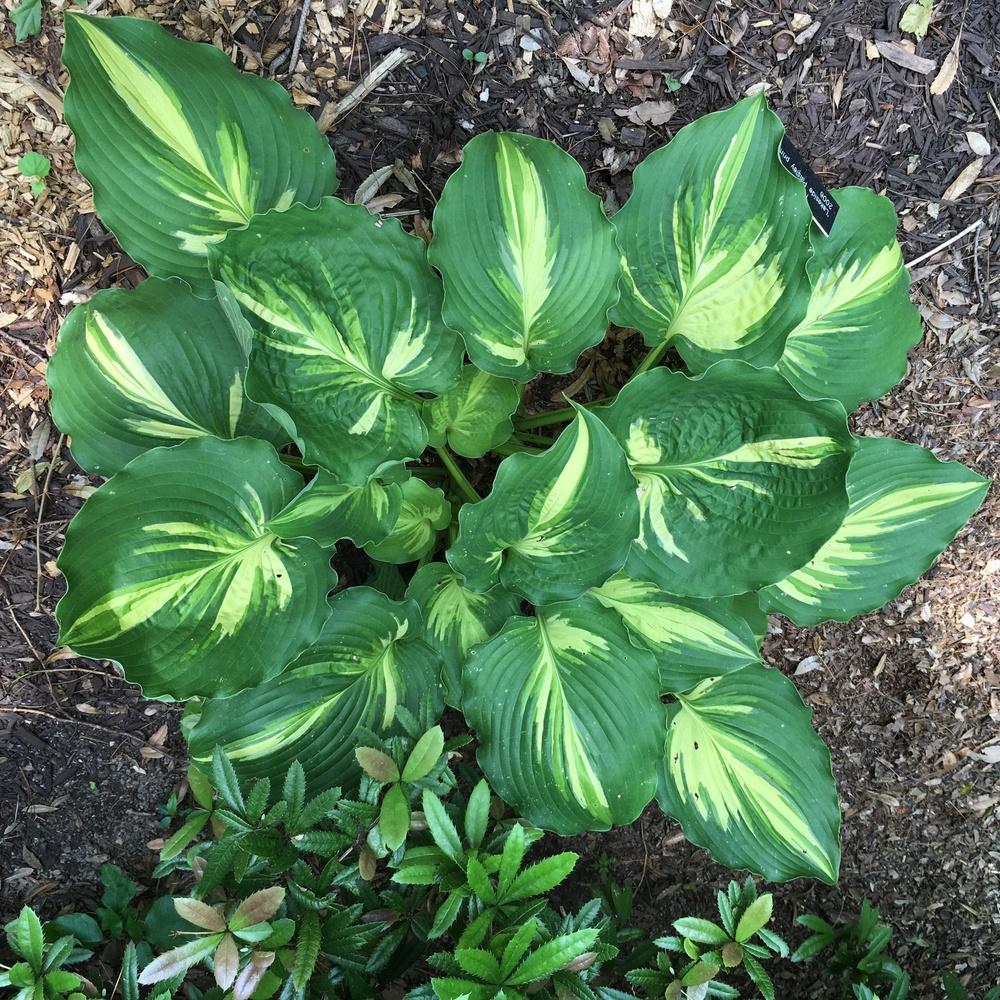 Photo of Hosta 'Lakeside Paisley Print' uploaded by csandt