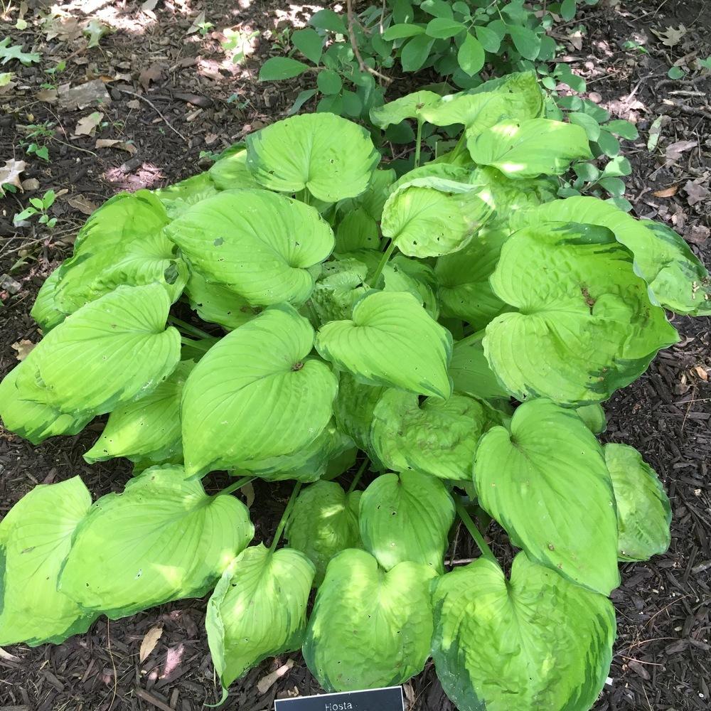Photo of Hosta 'Old Glory' uploaded by csandt