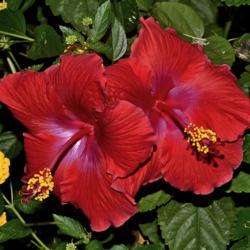 Location: Botanical Gardens of the State of Georgia...Athens, Ga
Date: 2018-06-11
Red Hibiscus 018
