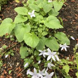 Location: Victoria, BC
Date: 2018-06-15
Planted on slope