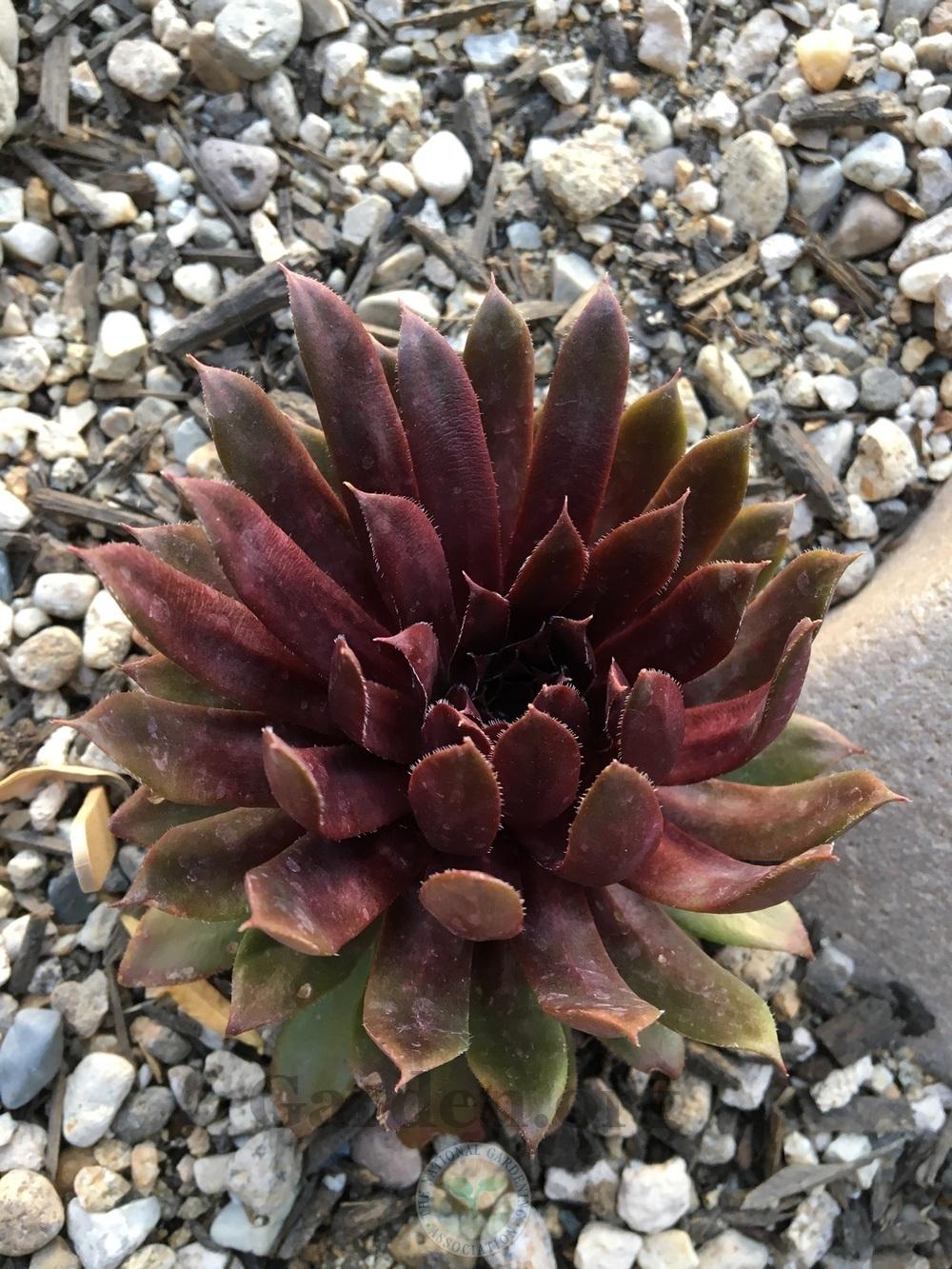 Photo of Hen and Chicks (Sempervivum 'Royal Ruby') uploaded by BlueOddish