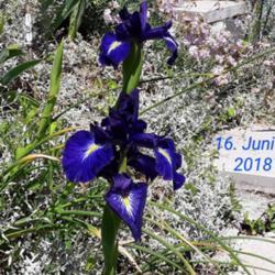 Location: IN MY GARDEN (920 m in the northern alps)
Date: 2018-06-16