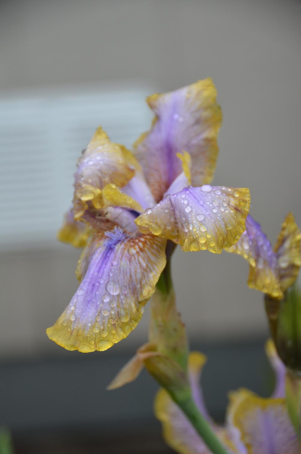 Photo of Arilbred Iris (Iris 'Genetic Artist') uploaded by Mikey