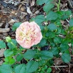 Location: my yard
This rose sometimes has a pink center or a green center.  Mine is