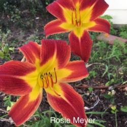 Location: My garden near Victoria, Tx. 
Date: 2018-06-16
Who could not love this daylily?  It blooms repeatedly and produc