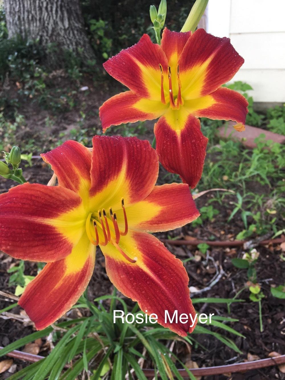 Photo of Daylily (Hemerocallis 'Rosie Meyer') uploaded by SouthTexasGardener