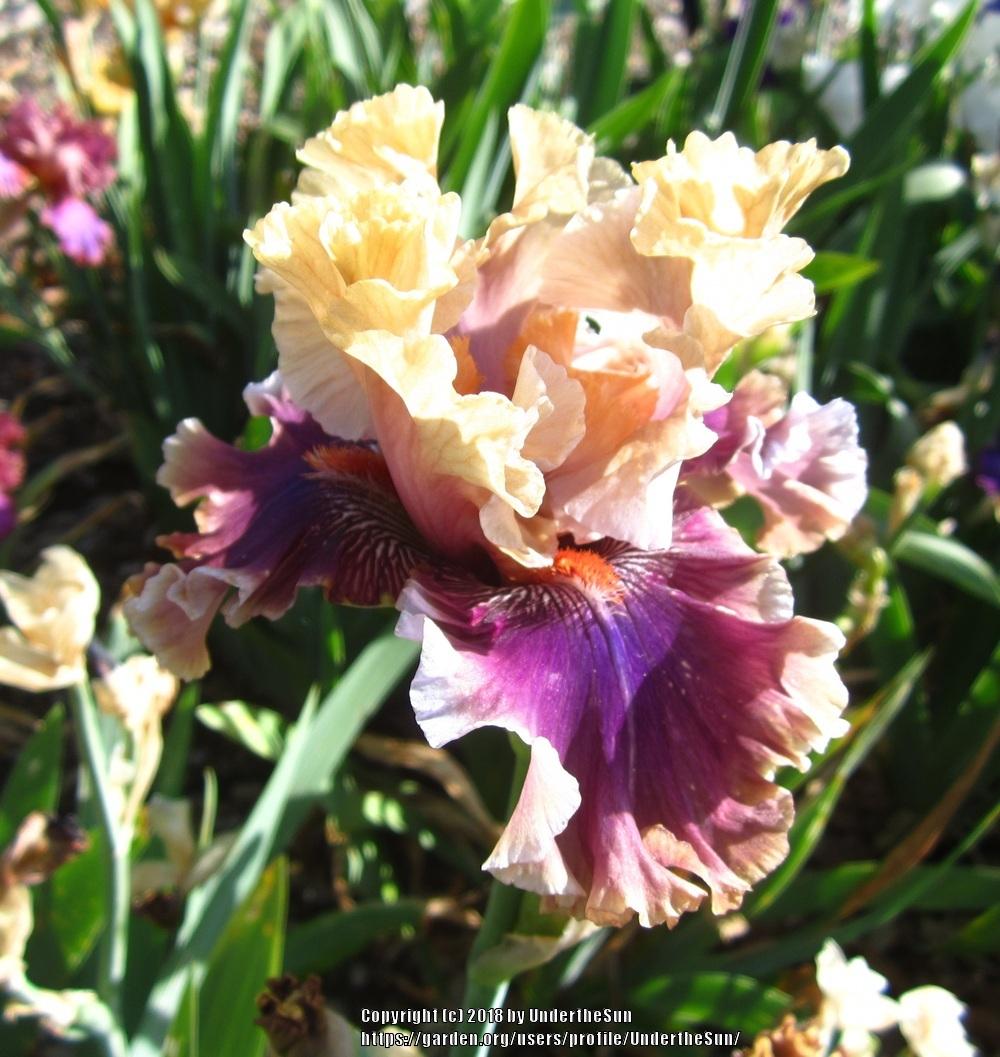 Photo of Tall Bearded Iris (Iris 'Smoke and Thunder') uploaded by UndertheSun