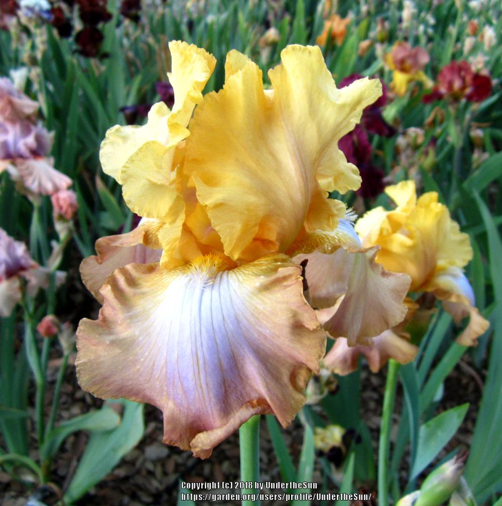 Photo of Tall Bearded Iris (Iris 'Hope Is Everything') uploaded by UndertheSun