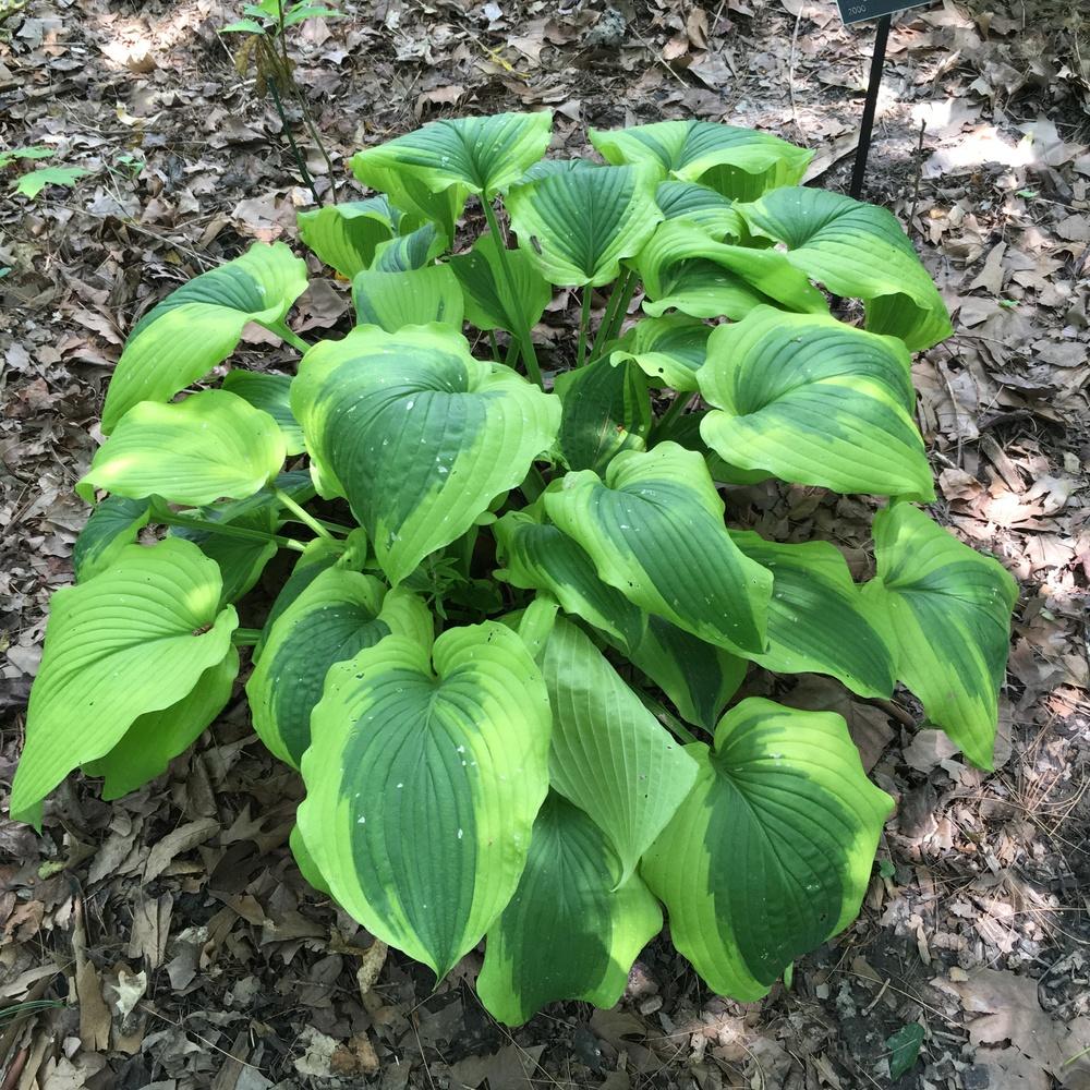 Photo of Hosta 'Satisfaction' uploaded by csandt