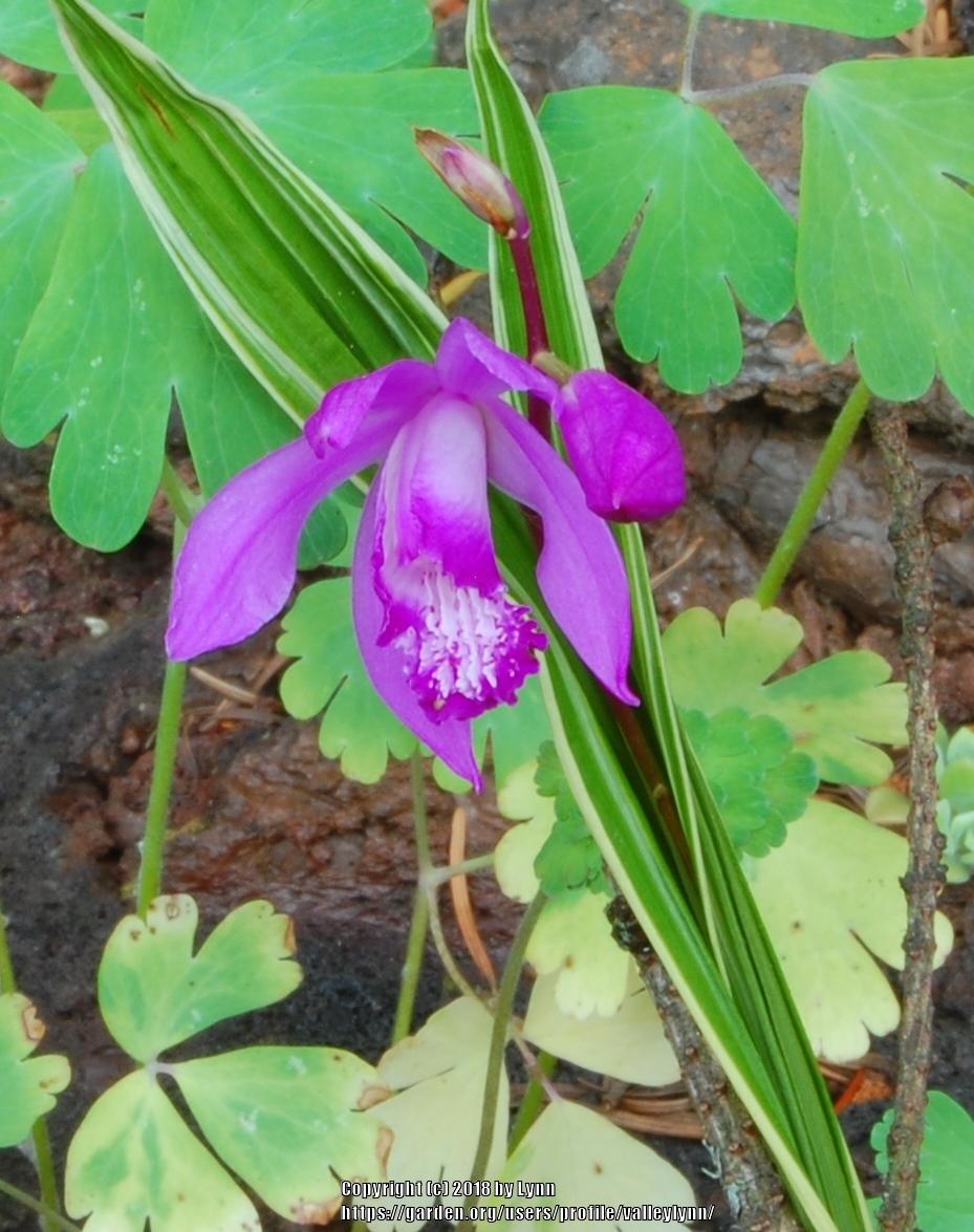 Photo of Chinese Ground Orchid (Bletilla striata) uploaded by valleylynn