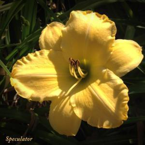 Very nice garden flower, opens well in cool-climates.