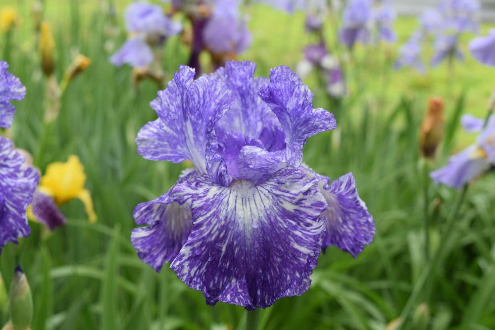 Photo of Tall Bearded Iris (Iris 'Shakin All Over') uploaded by Dachsylady86