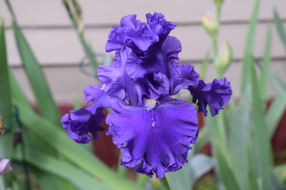 Photo of Tall Bearded Iris (Iris 'Ride the Waves') uploaded by Dachsylady86