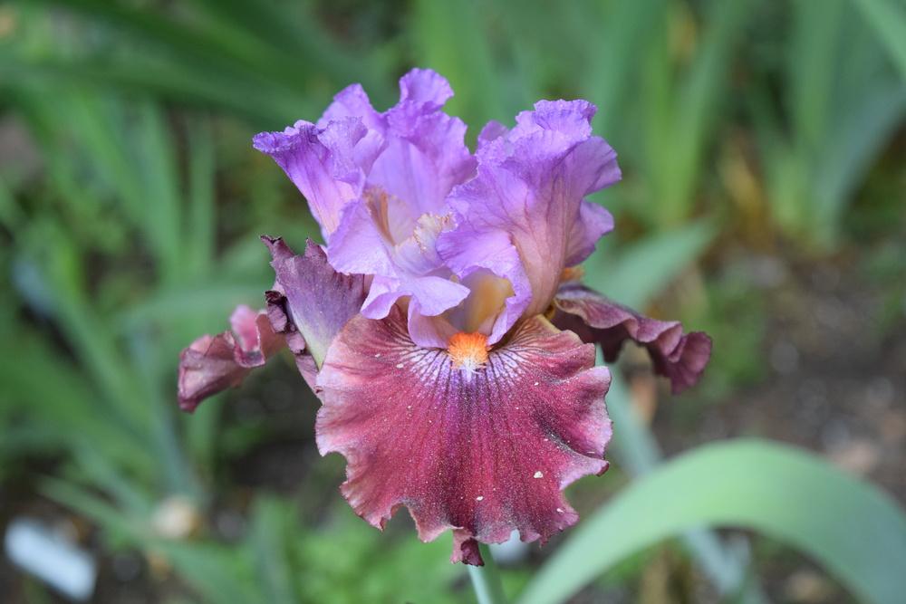 Photo of Tall Bearded Iris (Iris 'Tempo Rouge') uploaded by Dachsylady86