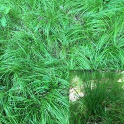 Location: Shade and partial shade areas of hardwoods. 
Date: 2018-06-17
These are 2 primary specimens of grass throughout our hardwoods. 