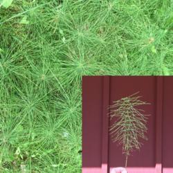 Location: Shade and partial shade area of hardwoods. H=10"-12" and W=5"-6". Cover large areas. Very soft and tender.
Date: 2018-06-17
This plant looks like a miniature pine tree. The main stem is seg