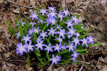 Photo of Glory Of The Snow (Scilla luciliae) uploaded by Joy