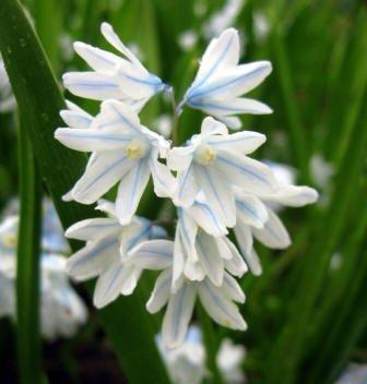 Photo of Striped Squill (Puschkinia scilloides) uploaded by Joy