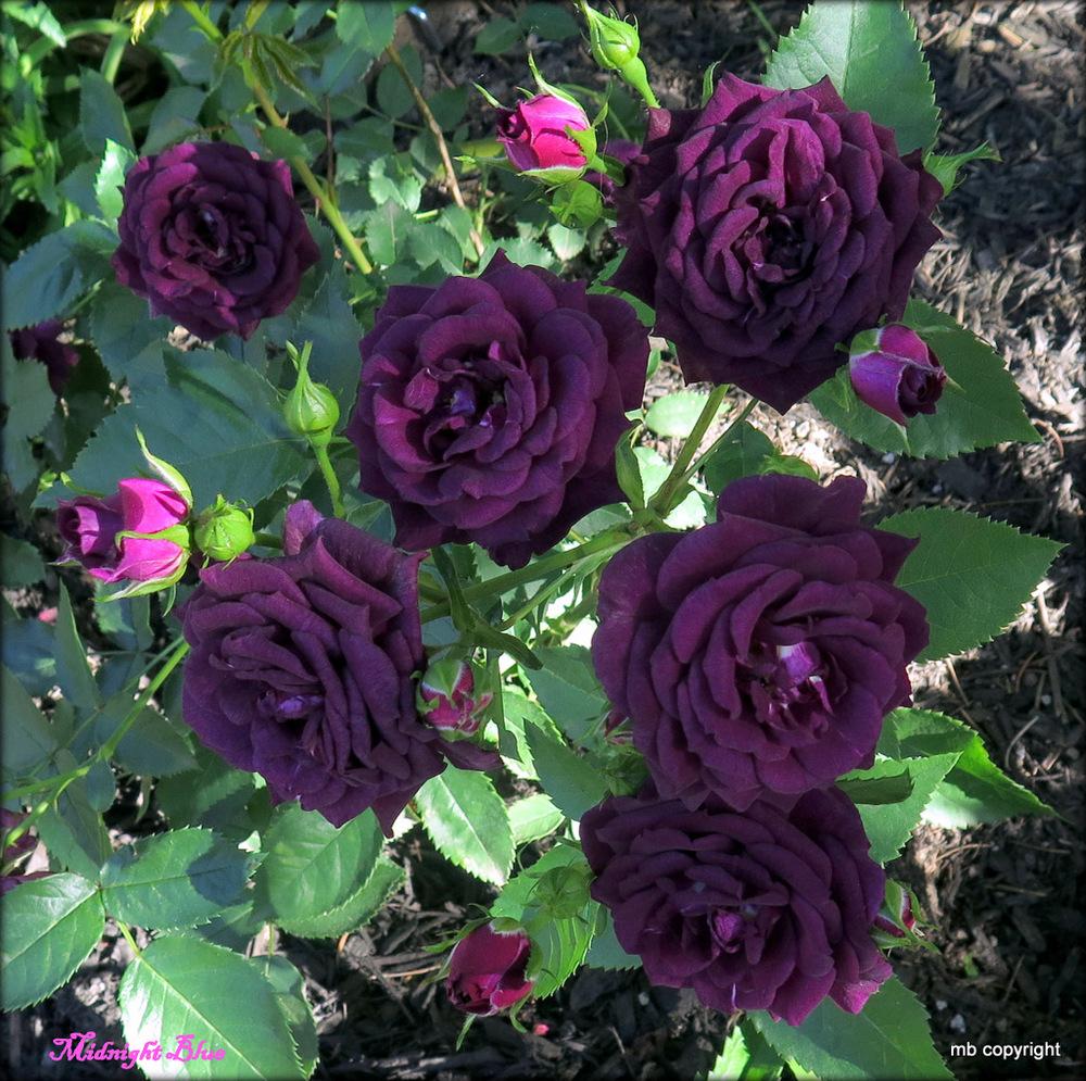 Photo of Rose (Rosa 'Midnight Blue') uploaded by MargieNY