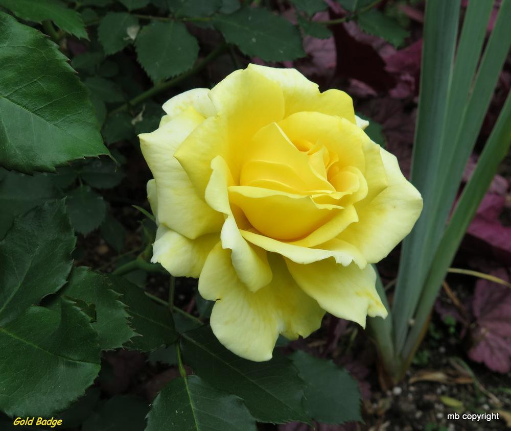 Photo of Rose (Rosa 'Gold Badge, Cl.') uploaded by MargieNY