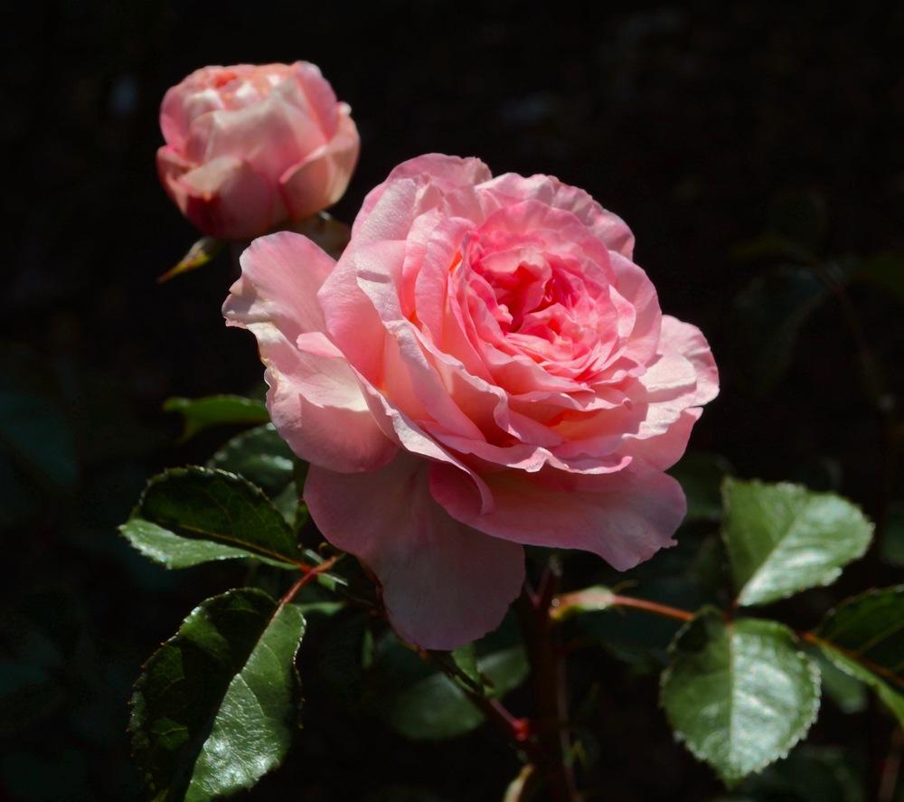 Photo of Rose (Rosa 'Savannah') uploaded by Mossy44