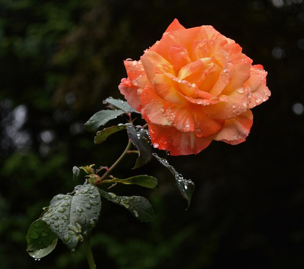 Photo of Rose (Rosa 'Tropical Sunset') uploaded by Mossy44