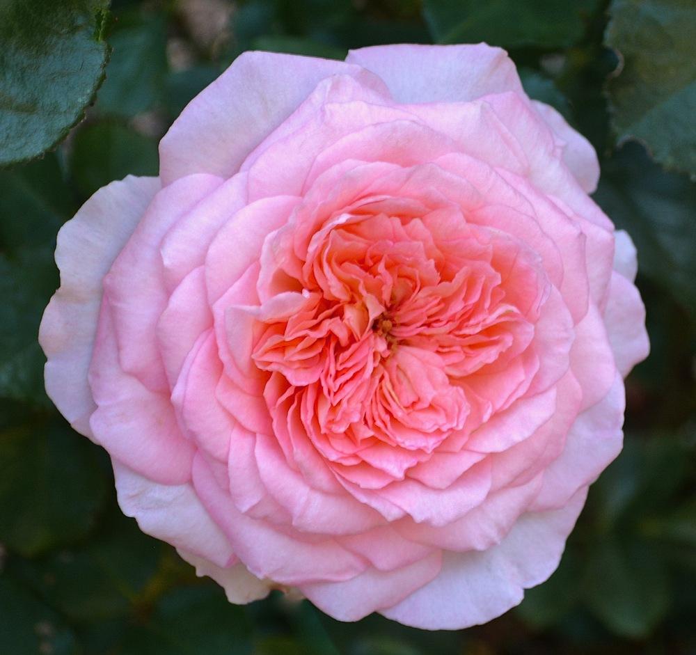 Photo of Rose (Rosa 'Savannah') uploaded by Mossy44