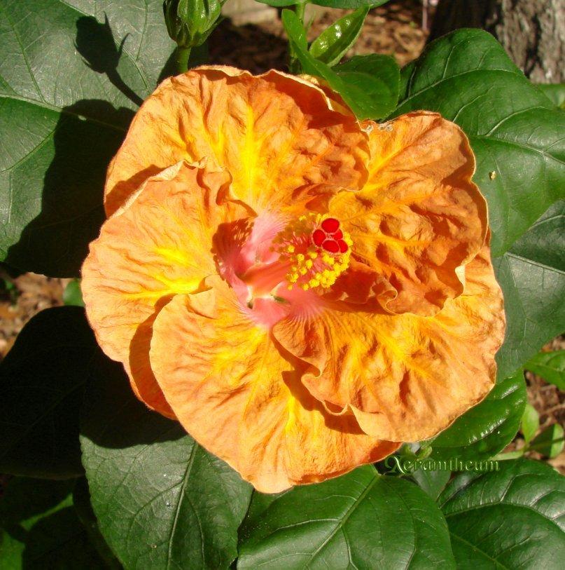 Photo of Hibiscus (Hibiscus rosa-sinensis 'Caramel Dawn') uploaded by Xeramtheum