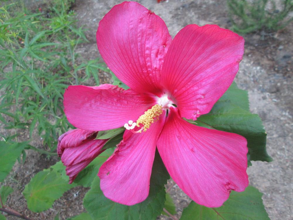 Photo of Hardy Hibiscus (Hibiscus 'Moy Grande') uploaded by christinereid54