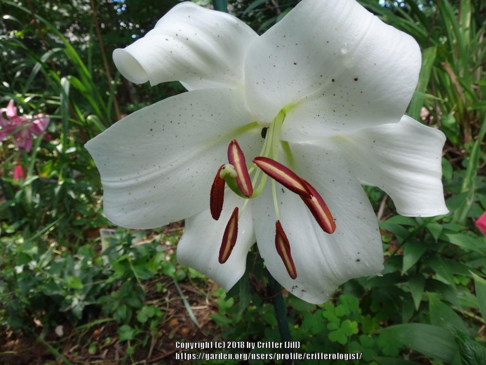 Photo of Lily (Lilium 'Zambesi') uploaded by critterologist