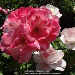 Location: Palatine Roses in Niagara-on-the-Lake
Date: 2016-06-25
shows variability between old & new blooms