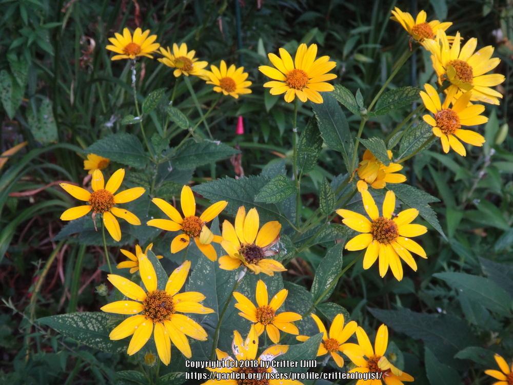 Photo of False Sunflower (Heliopsis helianthoides var. scabra Loraine Sunshine) uploaded by critterologist