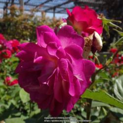 Location: Palatine Roses in Niagara-on-the-Lake
Date: 2016-06-25
shows color change -- older bloom in foreground, newer red bloom 