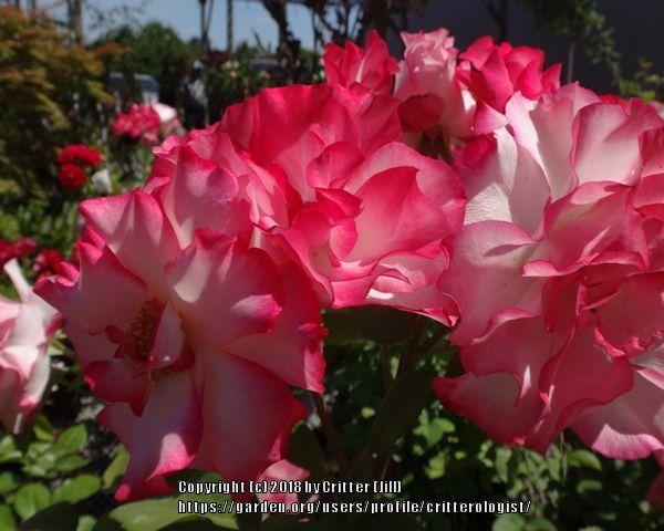 Photo of Rose (Rosa 'Nicole') uploaded by critterologist