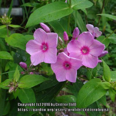 Photo of Garden Phlox (Phlox paniculata Flame™ Pink) uploaded by critterologist
