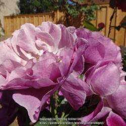 Location: Palatine Roses in Niagara-on-the-Lake
Date: 2016-06-25