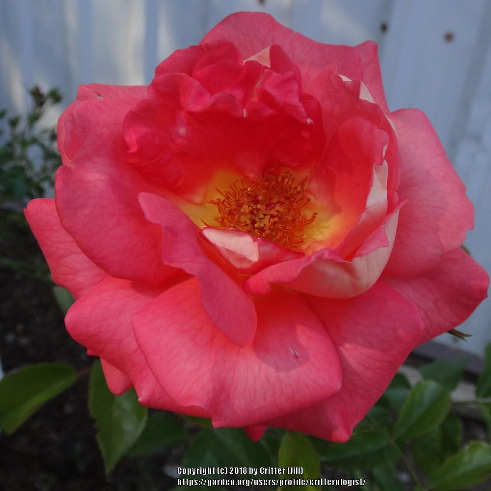 Photo of Rose (Rosa 'Summer Sun') uploaded by critterologist