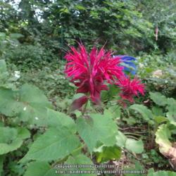 Location: my garden in Frederick MD
Date: 2015-07-06
spreads with enthusiasm