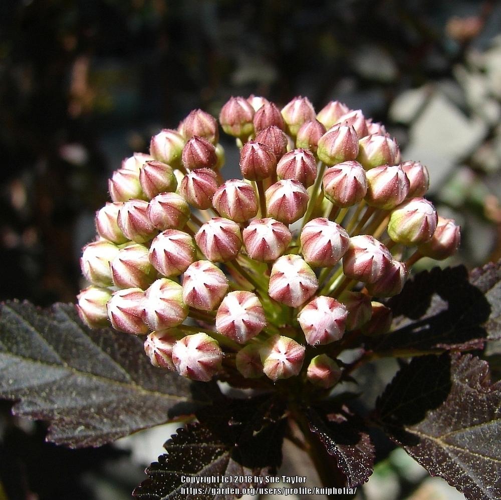 Photo of Eastern Ninebark (Physocarpus opulifolius Diabolo®) uploaded by kniphofia