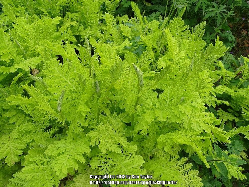 Photo of Gold Leaf Tansy (Tanacetum vulgare 'Isla Gold') uploaded by kniphofia