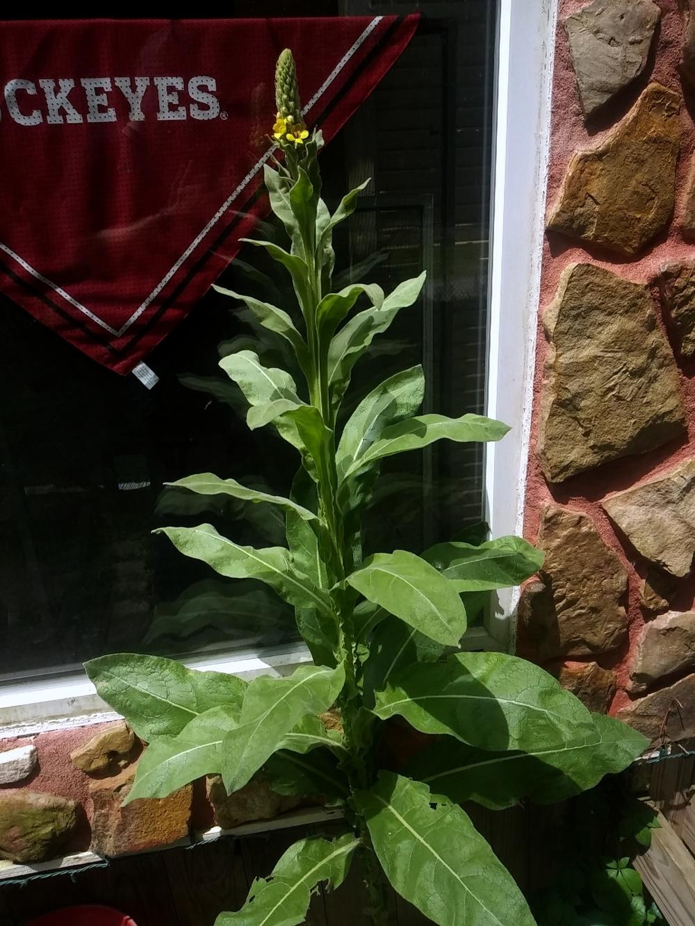 Photo of Common Mullein (Verbascum thapsus) uploaded by m33jones2