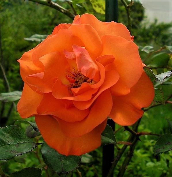Photo of Rose (Rosa 'Westerland') uploaded by manueldalmeida