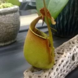 Location: San Diego, CA
Date: 2017-07-22
on display at local carnivorous plant society show