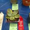 young plant at San Diego summer 2018 cactus and succulent show