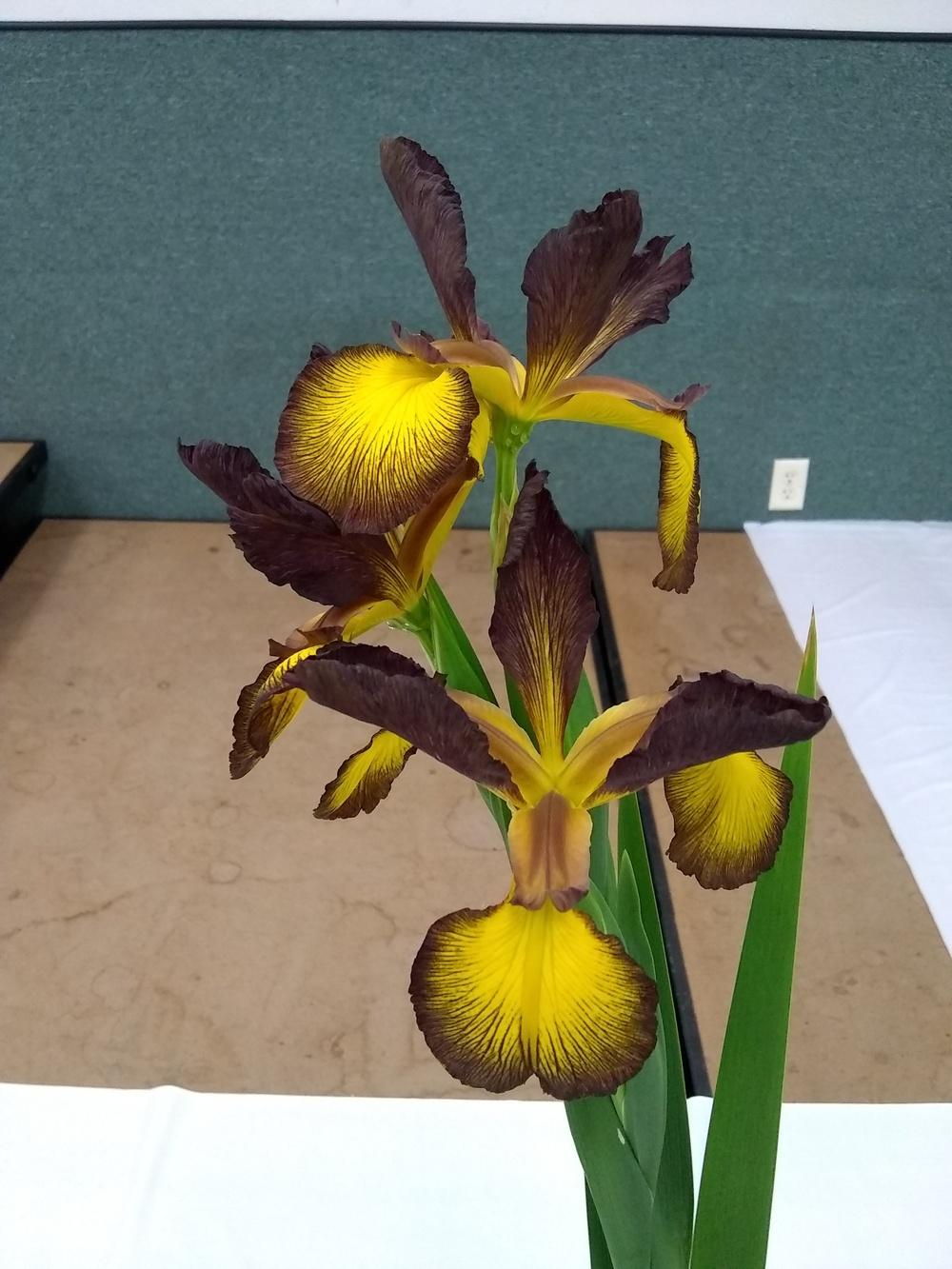 Photo of Spuria Iris (Iris 'Chocolate Fudge') uploaded by olga_batalov
