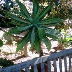 Location: San Diego, CA
Date: 2017-11-11
San Diego Botanical Garden, mature plant
