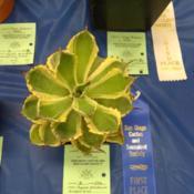 taken at San Diego summer 2018 cactus and succulent show