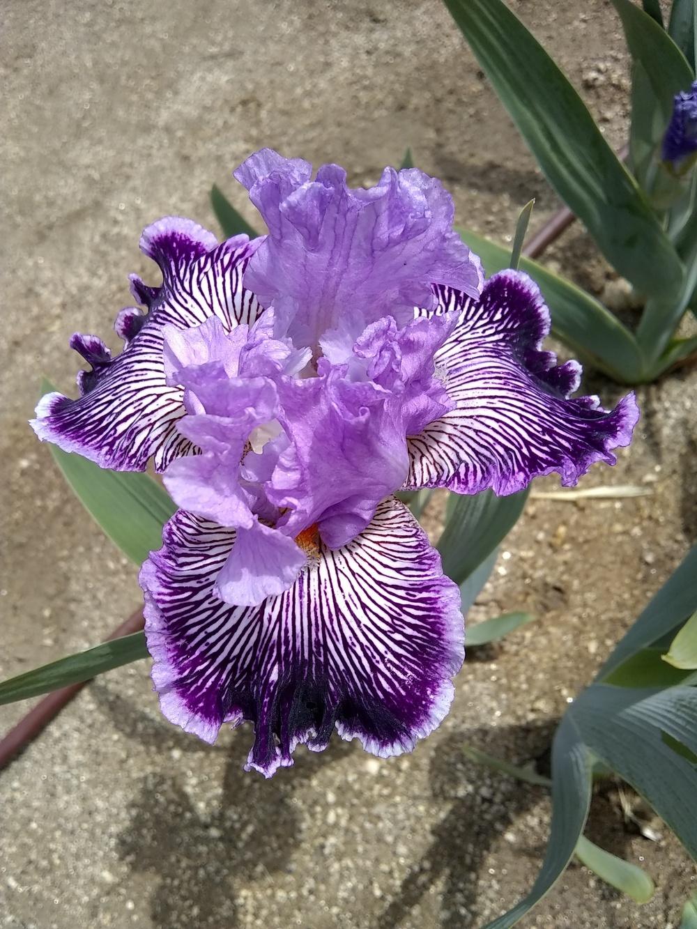 Photo of Tall Bearded Iris (Iris 'Captain Thunderbolt') uploaded by olga_batalov